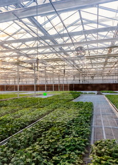  Imaging and monitoring solution for greenhouse management